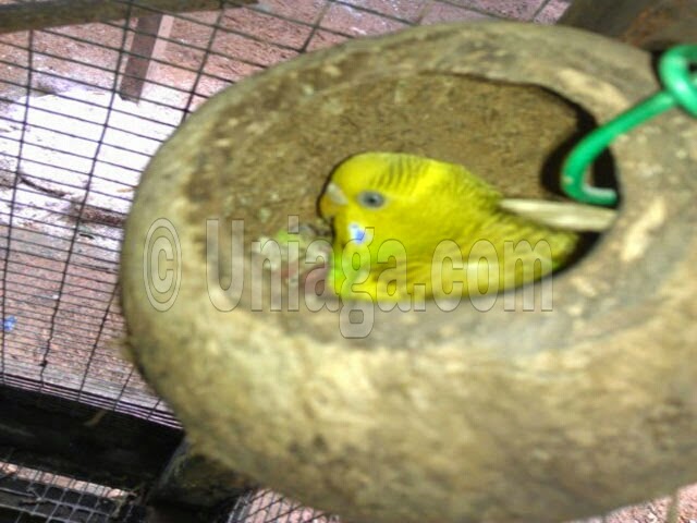 Burung Budgie Uniaga Aviary