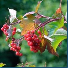 American cranberry bush- viburnum
