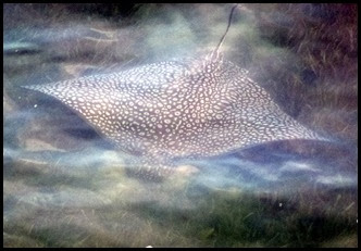 17m - spotted ray