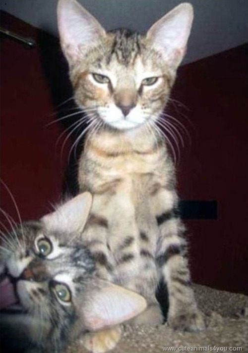 50_Funniest_Animal_Photobombs_Of_All_Time_41