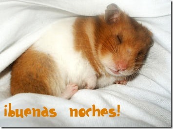 hamster grande imagen (1) hamster grande imagen (1)