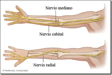 Nervio radial - Complementarios