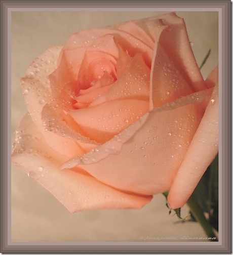 para san valentin rosas y flores (9)