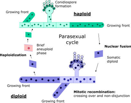 Overview of the Parasexual Cycle in the Filamentous Fungus A. nidulans