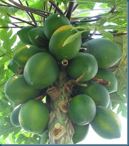 Carica_papaya_-_papaya_-_var-tropical_dwarf_papaya_-_desc-fruit