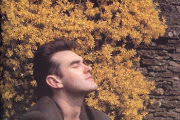 Morrisey