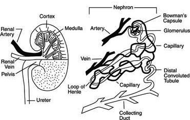 nephron diagram quiz