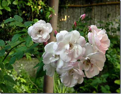 DSCN4649 DSCN4649