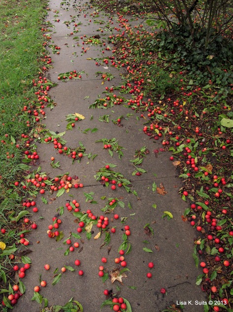 crabapple walk