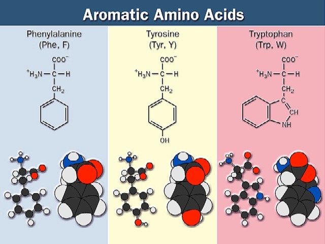 [amino%2520acids-10%255B4%255D.jpg]