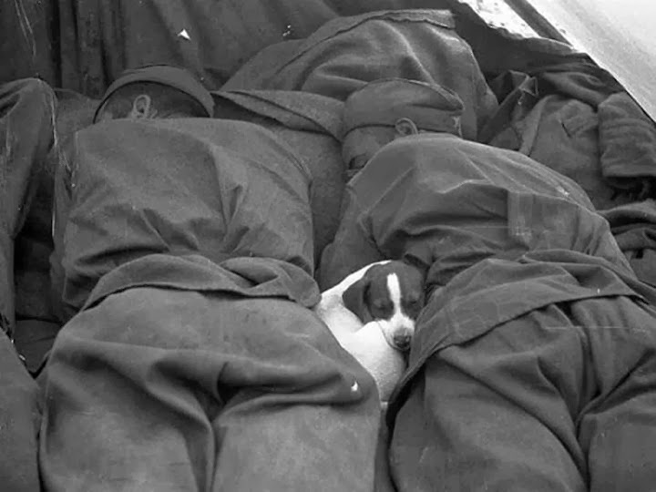 Russ-pup Russ-pup