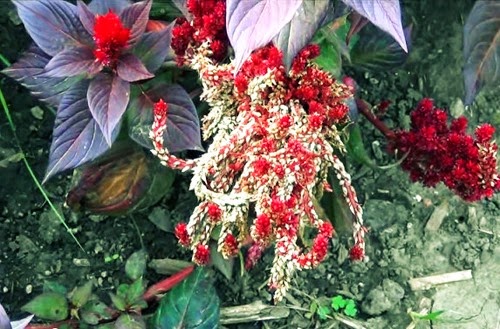 [clip_image003%255B3%255D.jpg]