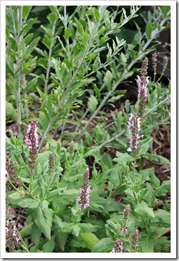 130601_Perovskia-atriplicifolia-Little-Spire- -Salvia-x-sylvestris