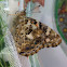 Painted Lady Butterfly