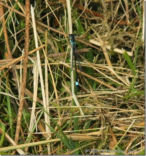 13-blue-tailed-damselfly