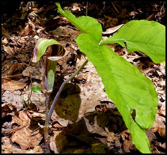 04 - Spring Wildflowers - Jack-In-The-Pulpit