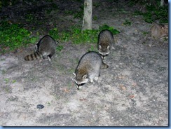 7453 Restoule Provincial Park - evening fire four raccoons come to visit