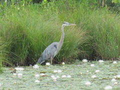 great blue heron 7.25.2013 in the pond lilies2