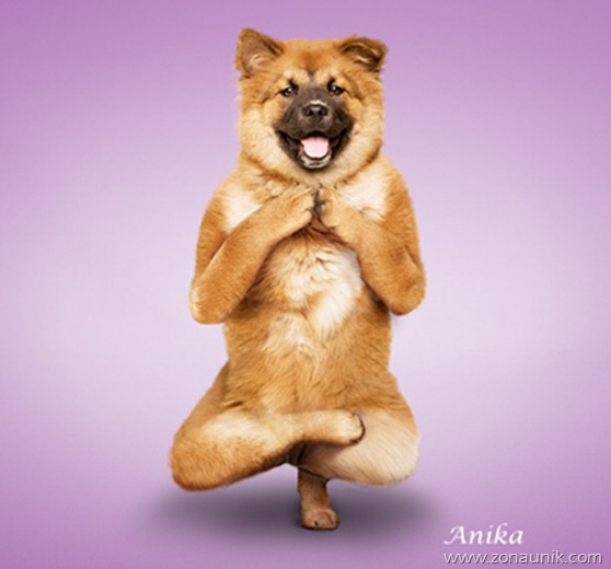 Anjing Senam Yoga (2)