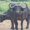 African buffalo