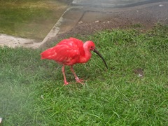 2011.09.23-024 ibis rouge