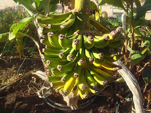 bananen nog aan de plant