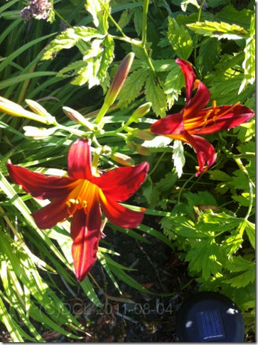 Hemerocallis_sammy russell