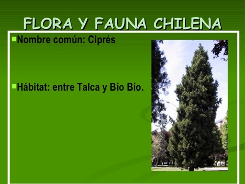flora y fauna chilena (22)