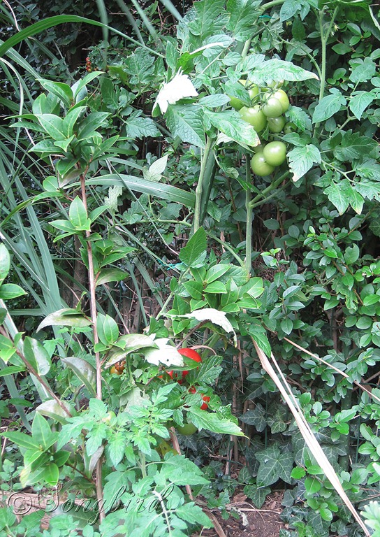 [Tomatoe-plants-in-garden7.jpg]