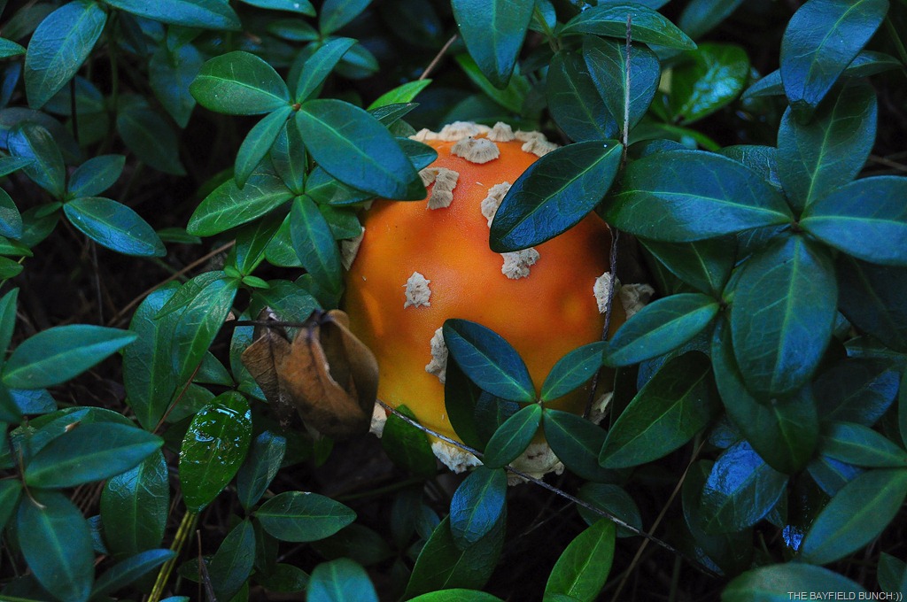 [DSC_0020%255B4%255D.jpg]