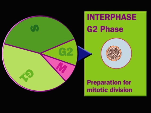 [Cell-cycle-Interphase-G23.jpg]