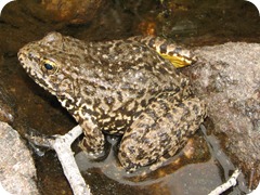 Rana muscosa6 Rana muscosa6