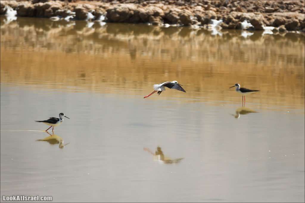 LookAtIsrael.com: Фото-блог о путешествиях по Израилю. Тель Авив, Иерусалим, Хайфа 