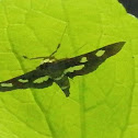 Grape leaffolder moth