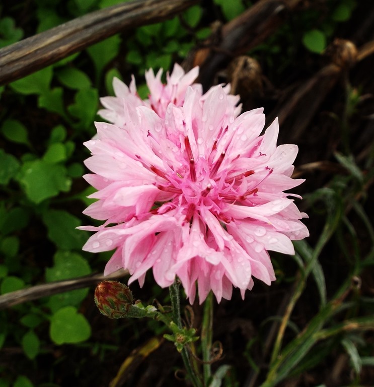 [pink%2520cornflower%255B5%255D.jpg]