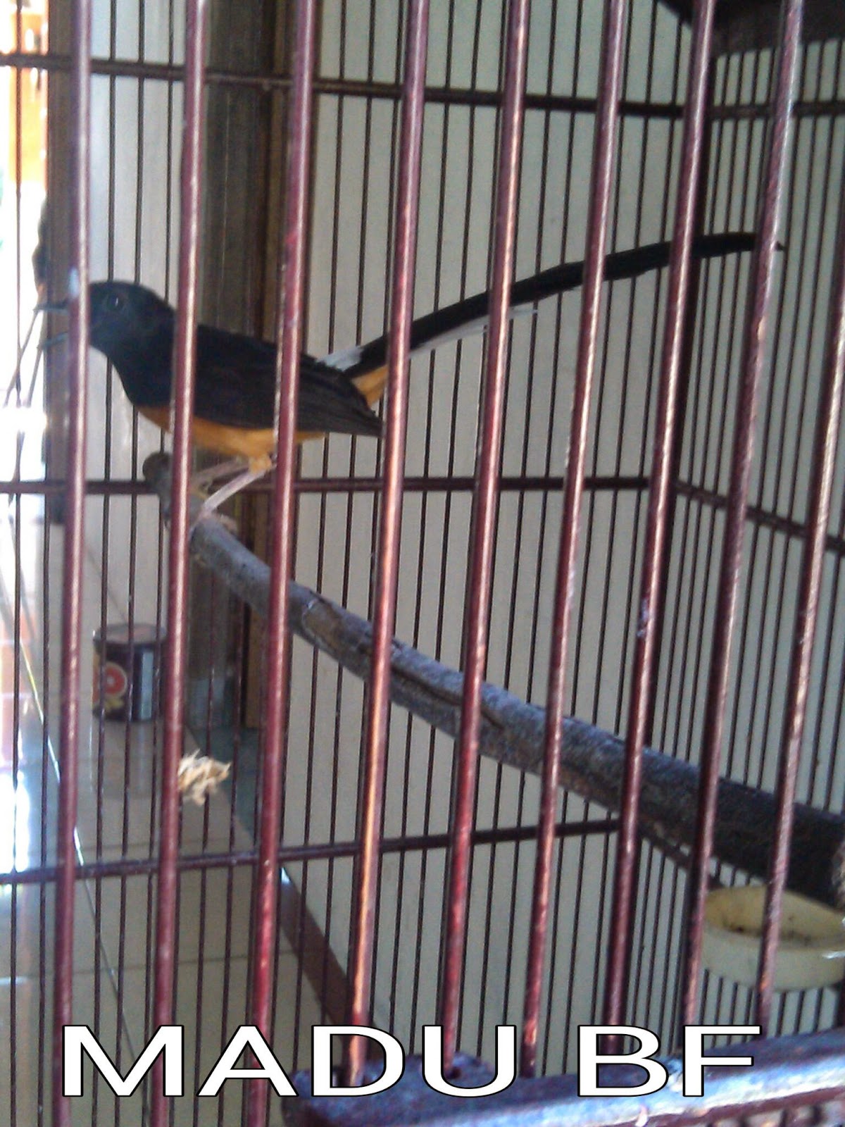 Mimpi Burung Murai Batu Lepas