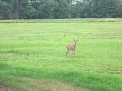 7.26.2012 deer on morse bros bog facing woods listening and watching5