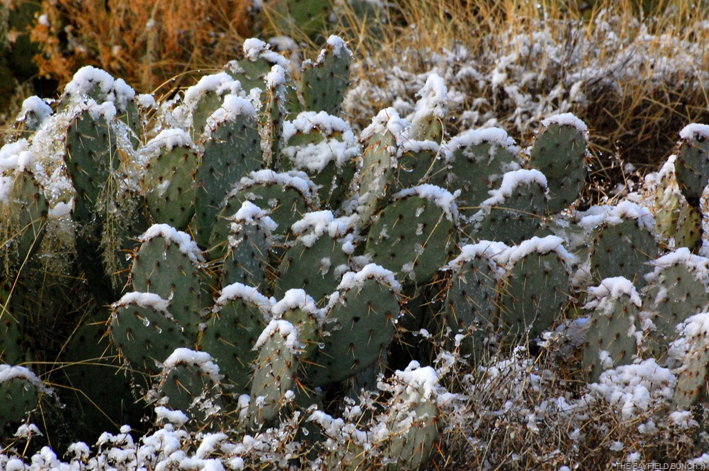 [DSC_8237%255B5%255D.jpg]