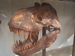 2008.09.10-003 crâne de tyrannosaure