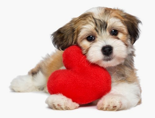 Lover Valentine Havanese puppy