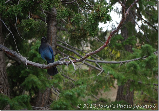 Steller's Jay at Bryce Point