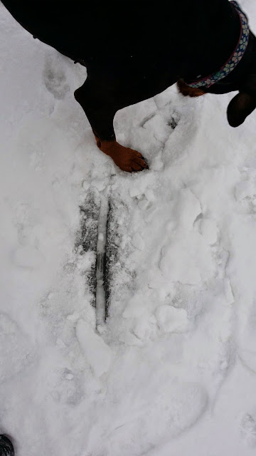 The world is breaking apart! Oh, it is just a crack in the ice. (Photo by Trisha Field)