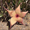 Starfish ‘Cactus’