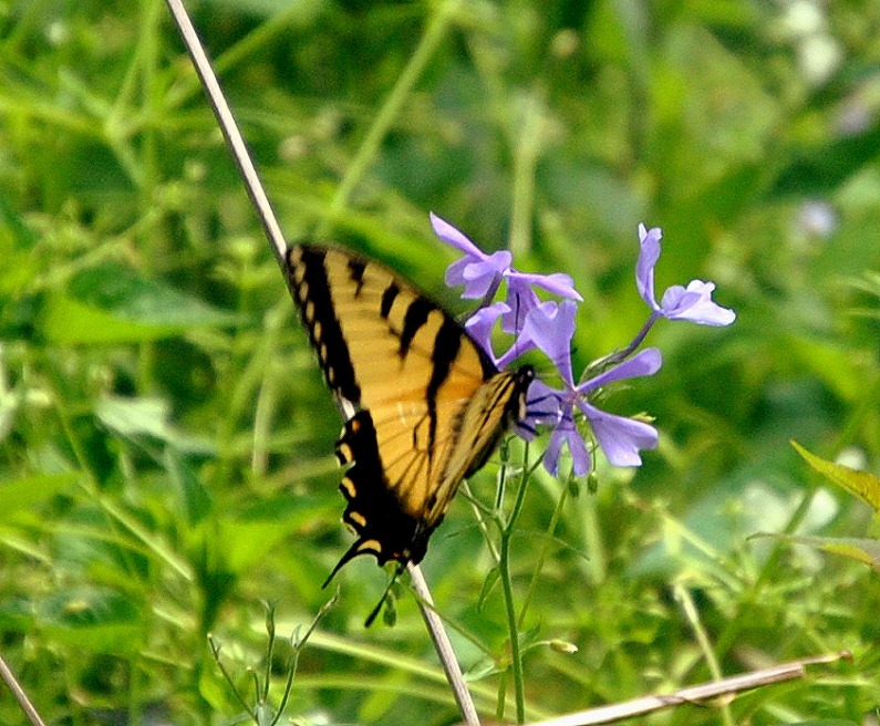 [05---Spring-Wildflowers-and-Butterfl%255B2%255D.jpg]