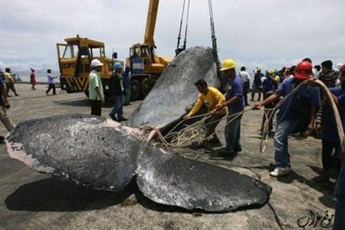 موت الحوت العملاق