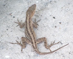 Florida 3. 2013 St Augustine chameleon