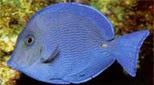 Antilles poisson chirurgien bleu