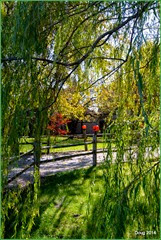 House through the Weeping Willow