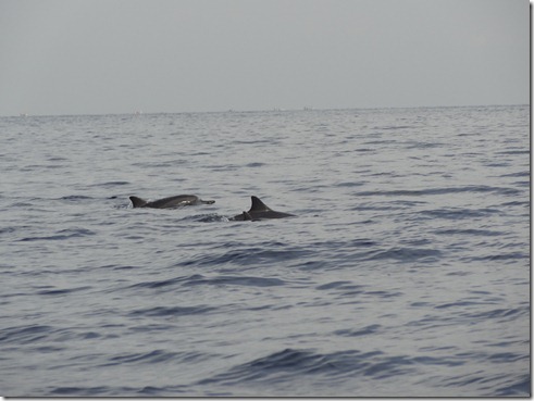 12 11 Bali (1094)  Lovina Dolphins