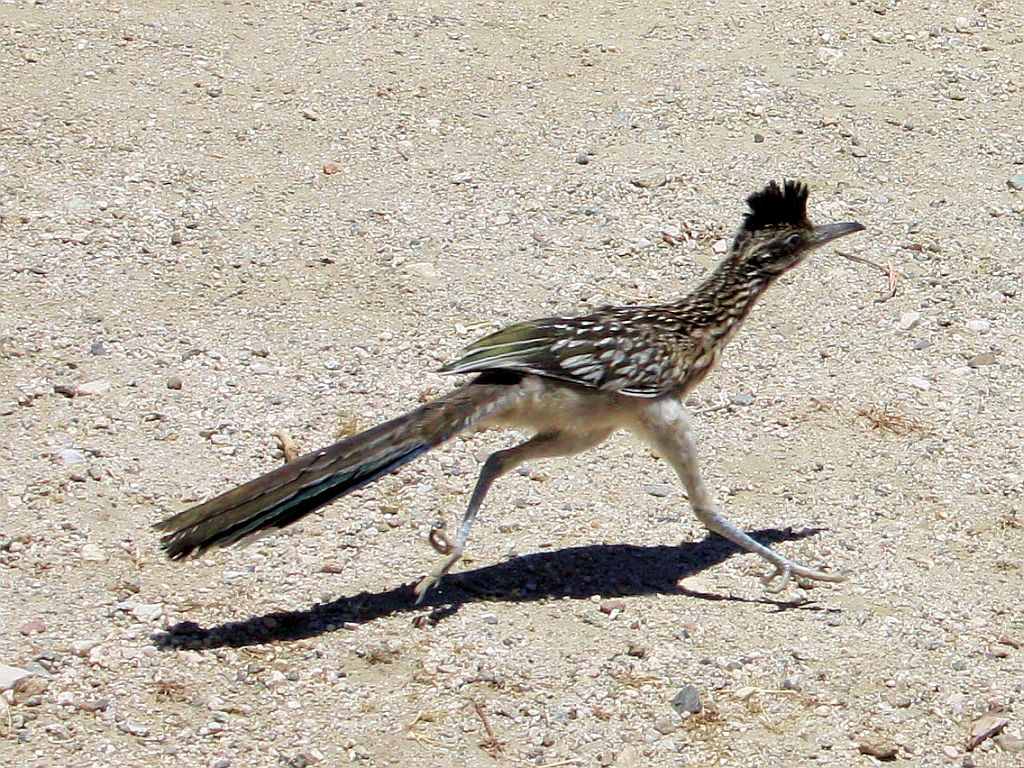 Пернатый бегун 5 букв. Дорожный бегун птица в реальном. Arizona Roadrunners. Фото бегущего птичку дорожного бегуна. Roadrunner перевод.